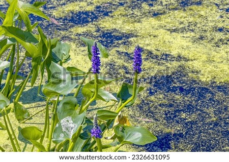 Pickerelweed, Pickerel Rush Water hyacint (Pontederia cordata). The pickerelweed    or pickerel weed ,native amerivan flowers