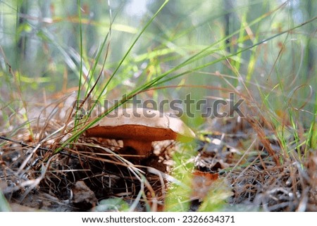 Bolete forest mushroom in the grass