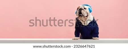 Stylish, purebred dog, english bulldog wearing sport stylish clothes and listening to music in headphones against pink studio background. Concept of animals, humor, pets fashion, vet, style.