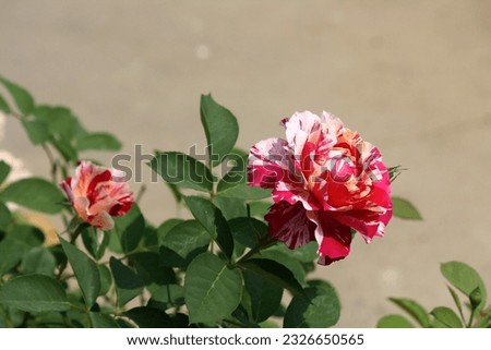 Rosa 'Double Delight' a hybrid rose variety in a park.