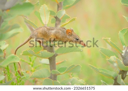 Honey Possum or noolbenger Tarsipes rostratus tiny marsupial feeds on the nectar and pollen of yellow bloom, important pollinator for Banksia attenuata and coccinea and Adenanthos cuneatus.