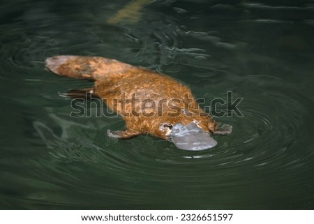 Platypus - Ornithorhynchus anatinus, duck-billed platypus, semiaquatic egg-laying mammal endemic to eastern Australia, including Tasmania. Strange water marsupial with duck beak and flat fin tail.