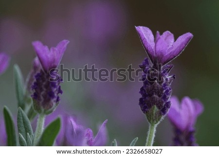 macro picture of lavender blossom