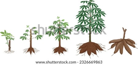Cassava plant growth cycle illustration on white background Royalty-Free Stock Photo #2326669863