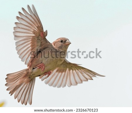 A very beautiful sparrow is flying in the sky Royalty-Free Stock Photo #2326670123