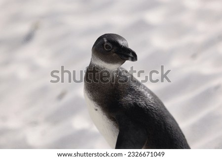 Penguin on the white sand