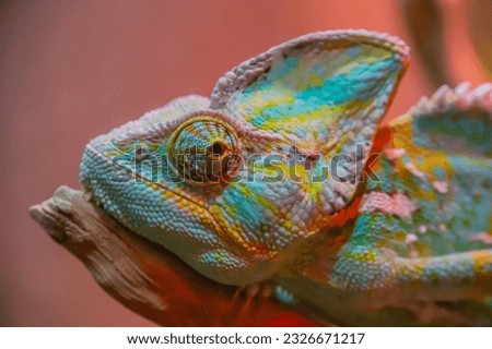 Chameleon close up. Multicolor Beautiful Chameleon closeup reptile with colorful bright skin. The concept of disguise and bright skins. Exotic Tropical Pet
