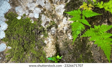 leaves in the tropical garden,Garden and Green wall and abstract bokeh on the background