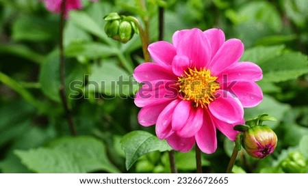 the blooms are reddish pink with a yellow center accompanied by very beautiful green leaves