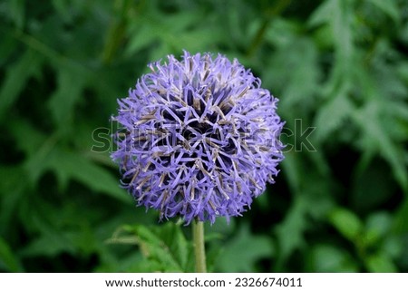 Flower head of the globe thistle starting to bloom in summer. Spherical blue purple flower