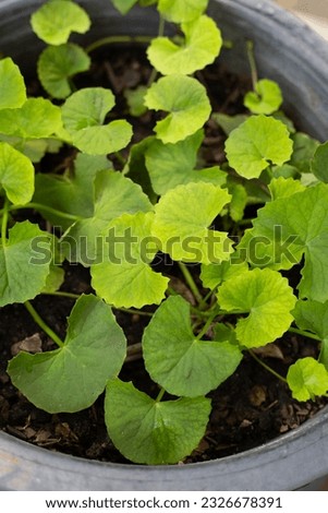 Gotu Kola plant growing in a pot