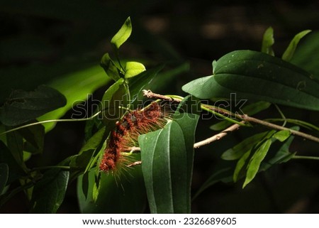 A black-spotted orange leaf caterpillar feeding and perching on green leaves in tropical plantations 