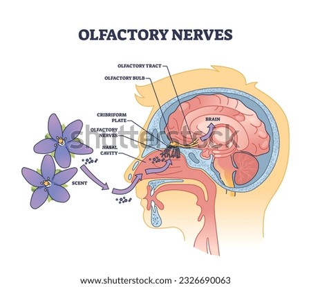 Olfactory nerves with sensory facial nose organs anatomy outline diagram. Labeled educational scheme with human head nasal scent system and plane, cavity or bulb medical location vector illustration. Royalty-Free Stock Photo #2326690063