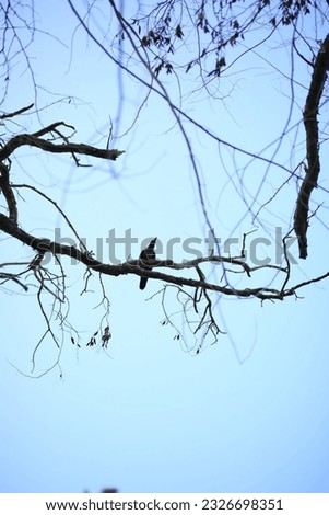A bird is perched on a branch black bird on bare tree during daytime Tree Silhouette