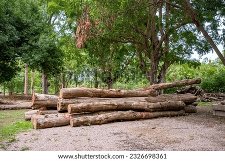 Big trees were cut down and placed into logs.