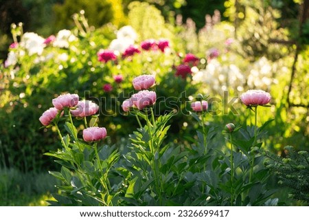 peonies blooming in summer cottage garden. "Etched Salmon" peony on foreground. Growing beautiful perennials