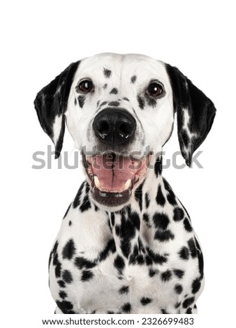 Head shot of happy smiling Dalmatian dog, sitting up facing front. Looking towards camera. Mouth open, showing tongue and teeth. Isolated on a white background. Royalty-Free Stock Photo #2326699483