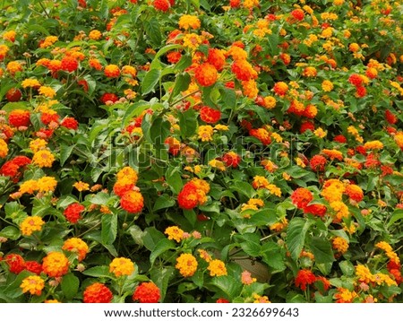 Flowers in the garden forming a background 