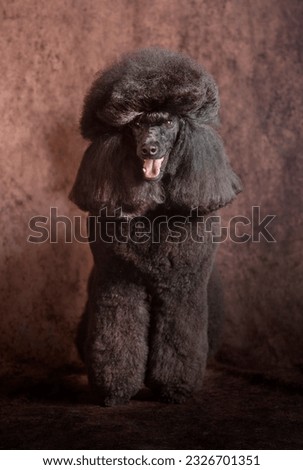 Black giant poodle in dark background