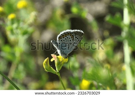 Butterfly - Common blue butterfly - Polyommatus icarus - butterfly sitting on the flower 