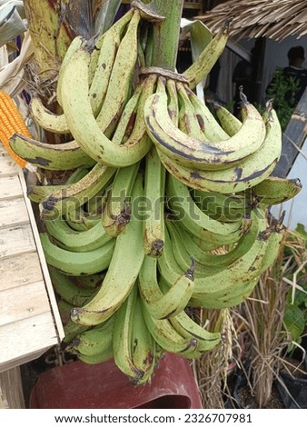 "lampeneng" bananas are bananas which are very suitable for the preparation of typical food for the people of Indonesia
