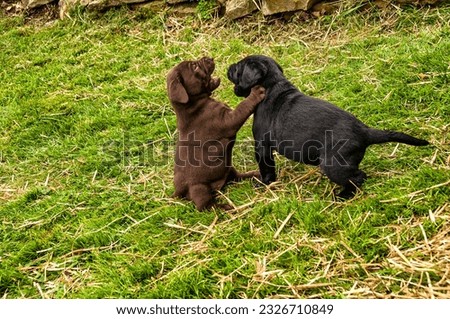 Four week old Labrador puppies playing in Webster County, West Virginia, USA Royalty-Free Stock Photo #2326710849