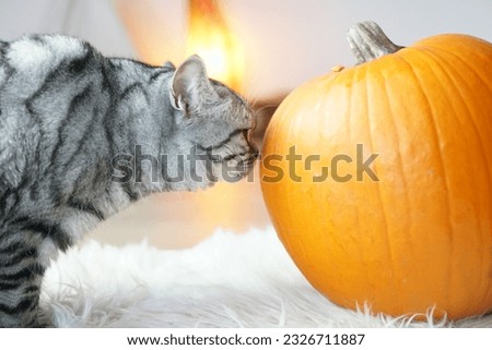 silver tabby british shorthair cat sniffing a kübis on halloween