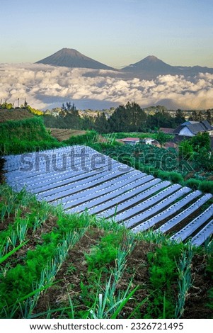 beautiful view from the slopes of Mount Merbabu, you can see Mount Sindoro and Mount Sumbing, Central Java, Indonesia