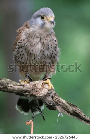 Picture of a hawk on a branch England