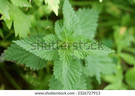 The young leaves of fresh green stinging nettles. Medicinal plant.