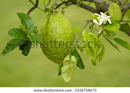 The citron (Citrus medica), historically cedrate, is a large fragrant citrus fruit with a thick rind. Rutaceae family. Royalty-Free Stock Photo #2326728673