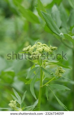 Flower on a green sprig of lovage. Fresh shoot with flower of spicy cooking herb. Royalty-Free Stock Photo #2326734059