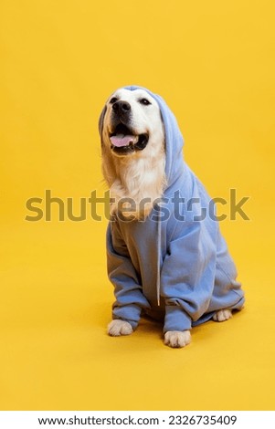 Beautiful, smiling, happy purebred dog, golden retriever wearing blue hoodie against yellow studio background. Concept of animal, fashion, dog's clothing, fun, humor, care, vet, style, ad