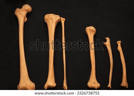 Bones of the human skeleton close-up on a black background as a teaching medical material for students. Royalty-Free Stock Photo #2326738755