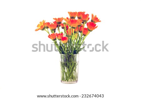marigold medical calendula flowers bouquet  in glass isolated on white