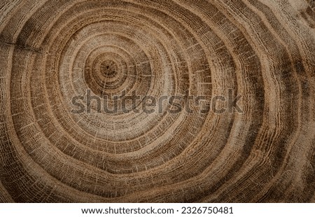 Stump of oak tree felled - section of the trunk with annual rings. Slice wood.