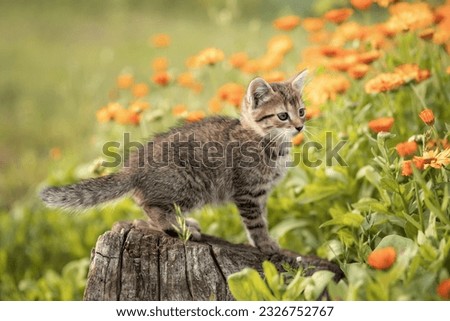 Photo of a small brown kitten near the flowers of calendula.