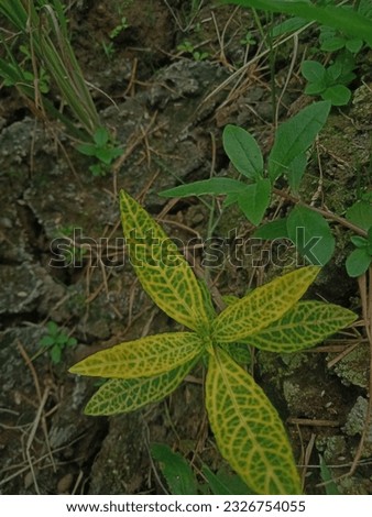 strange plant that I found in the rice fields