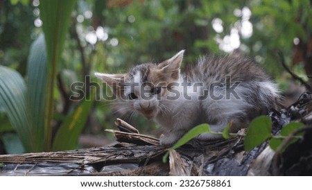adult gray Asian breed cat lies on a grass, the animal is resting. High quality photo

