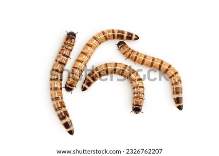 Worms larvae zophobas isolated on white background. Food for exotic animals. Top view. Flat lay