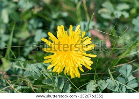 Yellow flowers of dandelions in green backgrounds.Spring background