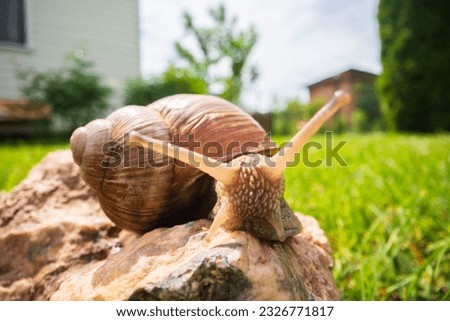 A large garden snail with a striped shell close-up crawls on a stone in the yard.