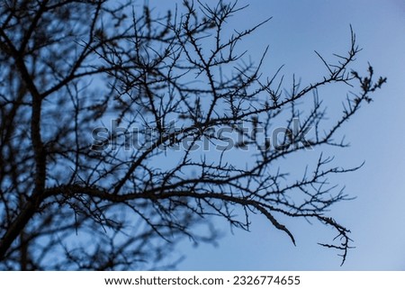 Spiky tree branches against the blue sky. Prickly tree. Tree with thorny branches without leaves.