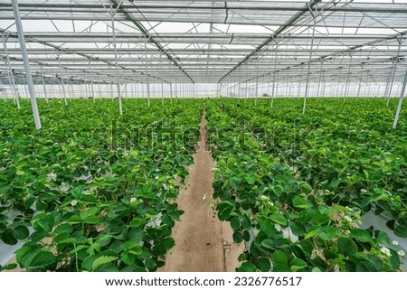 Hydroponic strawberry farm. Stock photo of hydroponics method of growing plants, in water, without soil. Hydroponic lettuces in hydroponic pipe