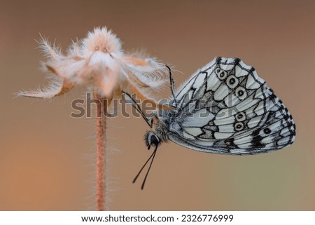 beautiful ochlodes sylvanus butterfly on flower