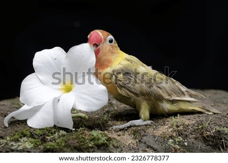 A lovebird eating frangipani flowers. This bird which is used as a symbol of true love has the scientific name Agapornis fischeri.