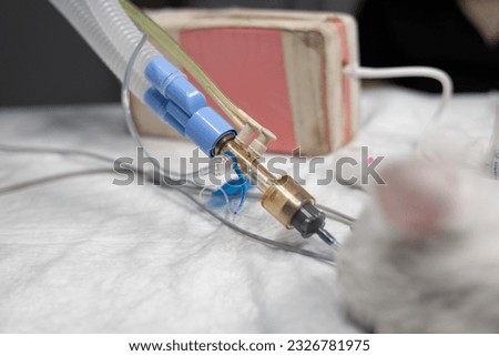 In the operating room, the cat lies on the table under anesthesia connected to vital signs monitoring devices. An intubated cat undergoing surgery in a veterinary clinic.