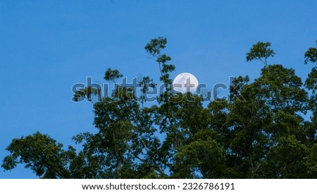 Astronomy picture of nearly full moon during a summer afternoon well detailed,  in the blur background there are greed trees like a forest. Nearly full moon on clear blue sky.