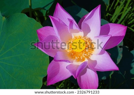 The lotus flower pink of buddha blossom and leaf flower lotus pink very beautifull fresh in the pond garden farm, Landscape and closeup plant flower lotus at field and outdoors macro floral.