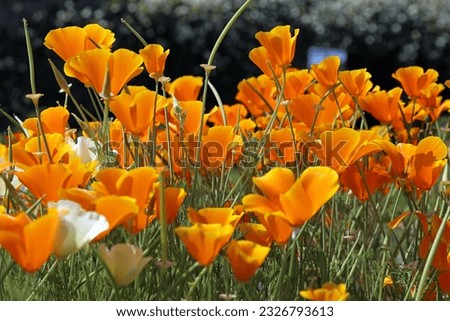 Side view of a bed of California poppy plants, Devon, England
 Royalty-Free Stock Photo #2326793613